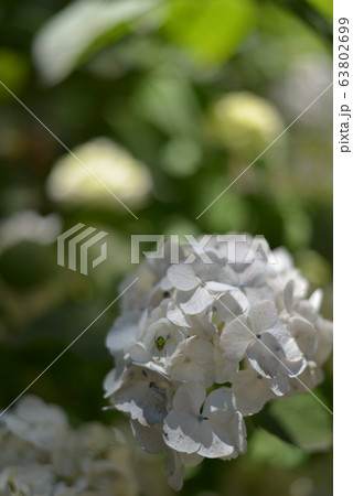 紫陽花 紫陽花 63802699