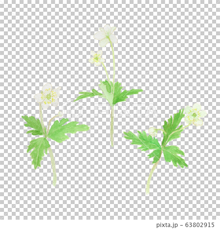 Anemone flaccida ニリンソウ 63802915