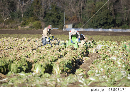 白菜畑 白菜 野菜 畑 農業 栽培 ビジネス 産業 ハクサイ 葉野菜 白菜畑 白菜 野菜 畑 農業 栽培 ビジネス 産業 ハクサイ 葉野菜 63803174