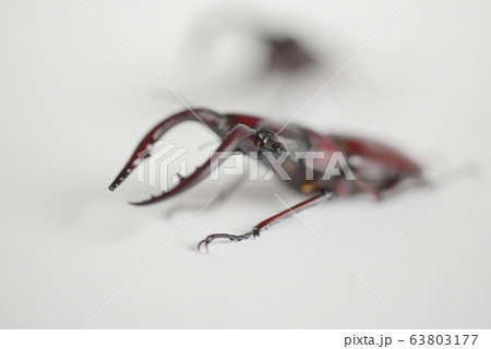 ノコギリクワガタ　白バック　昆虫　虫　生物　夏休み 63803177