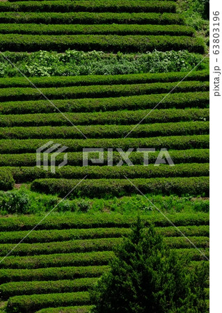 里山の茶畑 63803196