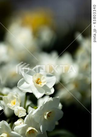 白い水仙の花と黒い背景の写真素材