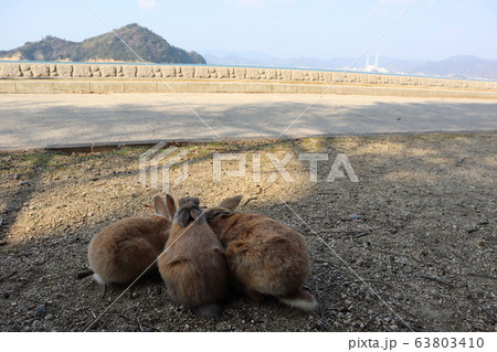 大久野島のウサギさん 大久野島のウサギさん 63803410