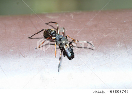 アリグモ（オス） 63803745