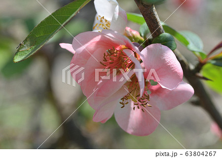 ボケ(金光殿) ボケ(金光殿) 63804267