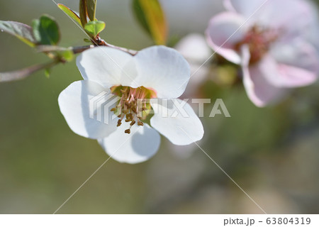 ボケ(昭和錦) ボケ(昭和錦) 63804319