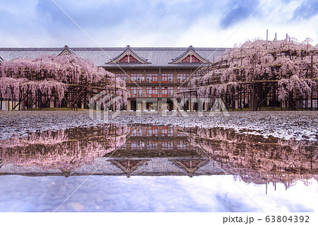 天理教教会本部の枝垂れ桜 天理教教会本部の枝垂れ桜 63804392