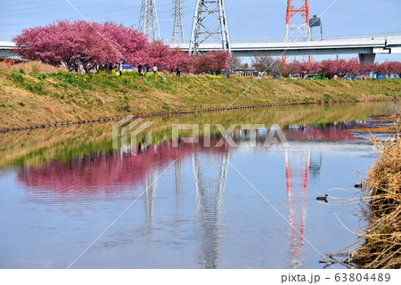 茅ヶ崎小出川川面に映る土手に咲く河津桜 63804489