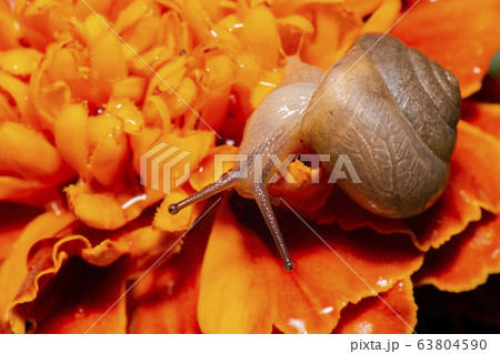 Asian Tramp Snail 63804590