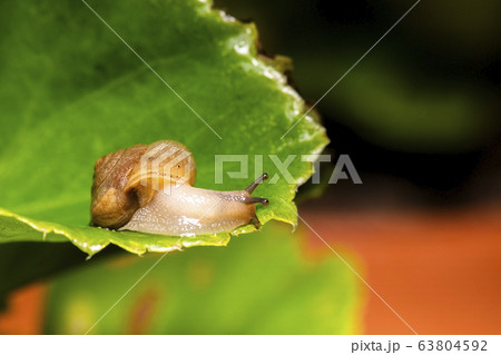 Asian Tramp Snail 63804592
