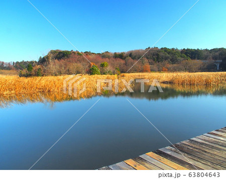 冬の池のある21世紀の森と広場風景 63804643