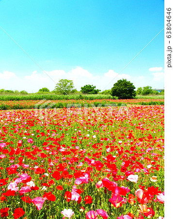 江戸川河川敷のポピー畑風景 63804646