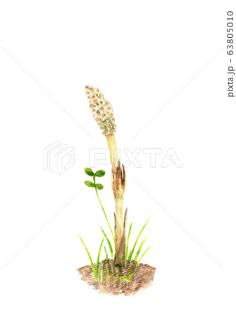 水彩 ツクシ 土筆 草 63805010