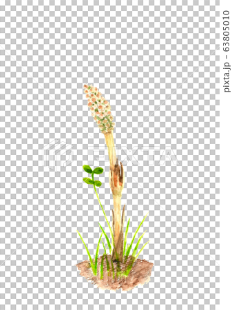 水彩 ツクシ 土筆 草 63805010