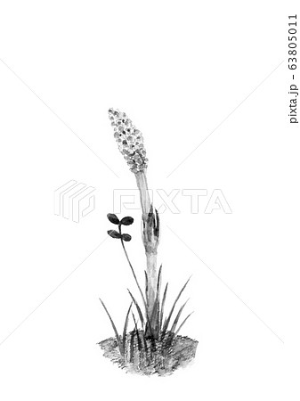 水彩 ツクシ 土筆 草 水墨画風 モノトーン 63805011