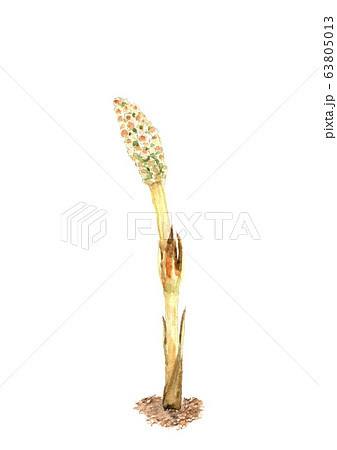 水彩 ツクシ 土筆  63805013