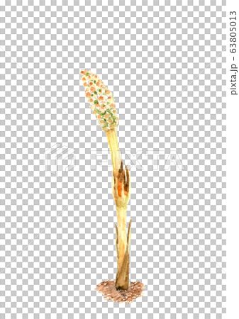 水彩 ツクシ 土筆  63805013