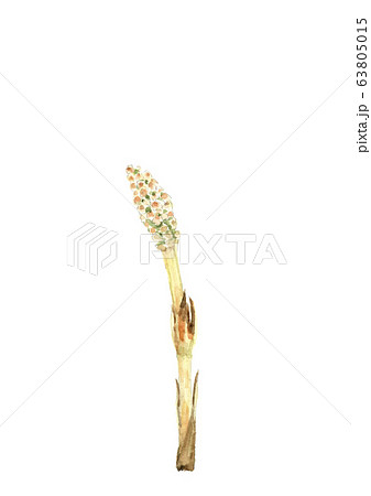 水彩 ツクシ 土筆  63805015