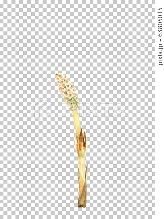 水彩 ツクシ 土筆  63805015