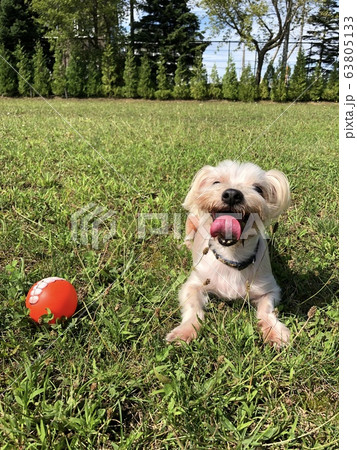 公園で犬とボール遊びの写真素材 公園で犬とボール遊びの写真素材