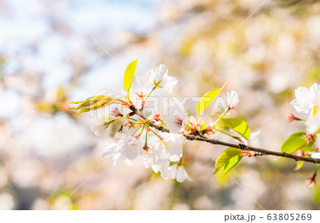 日本の春 東京都板橋区 石神井川緑道沿いの桜 63805269