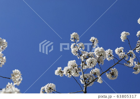 桜 か 花 63805317