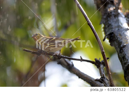 鳥 身体 体 63805522