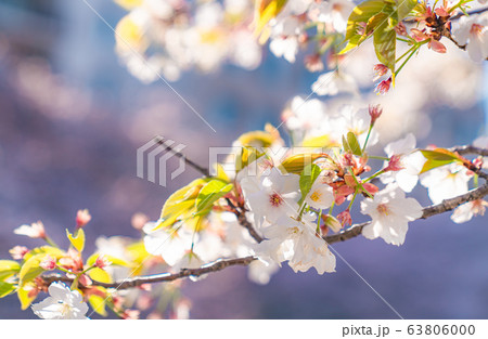 日本の春 東京都板橋区 石神井川緑道沿いの桜 日本の春 東京都板橋区 石神井川緑道沿いの桜 63806000