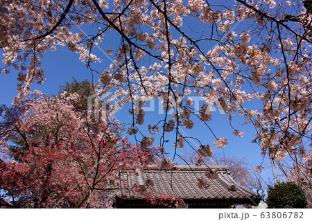 満開の桜に彩られた新井薬師の山門(3) 満開の桜に彩られた新井薬師の山門(3) 63806782