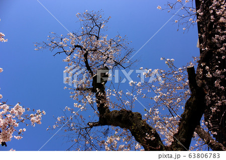 見頃を迎えた新井薬師の桜(1) 見頃を迎えた新井薬師の桜(1) 63806783