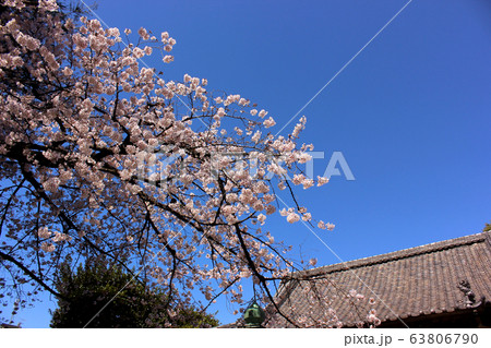 新井薬師の本堂と満開の桜(4) 新井薬師の本堂と満開の桜(4) 63806790