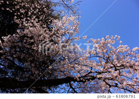 見頃を迎えた新井薬師の桜(5) 見頃を迎えた新井薬師の桜(5) 63806791