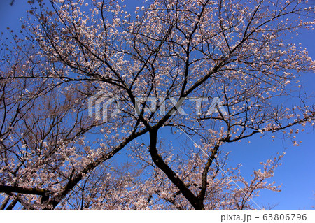 快晴の青空と満開になった新井薬師の桜（1） 63806796