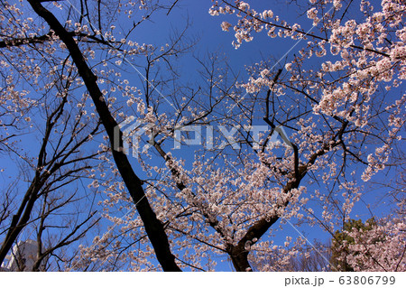 快晴の青空と満開になった新井薬師の桜(4) 快晴の青空と満開になった新井薬師の桜(4) 63806799