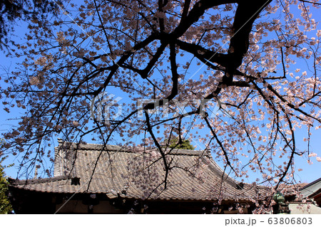 新井薬師の本堂と満開の桜(9) 新井薬師の本堂と満開の桜(9) 63806803