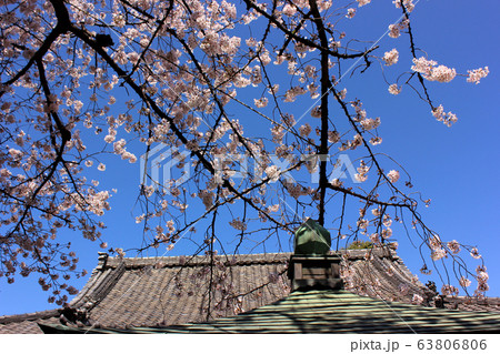 晴れ渡った青空に桜が映える春の新井薬師（3） 63806806