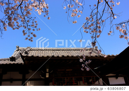 晴れ渡った青空に桜が映える春の新井薬師(4) 晴れ渡った青空に桜が映える春の新井薬師(4) 63806807