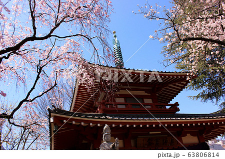 新井薬師境内の薬師霊堂とピンクのシダレザクラ(2) 新井薬師境内の薬師霊堂とピンクのシダレザクラ(2) 63806814