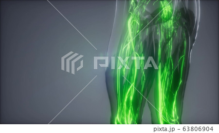 Blood Vessels of Human Body Blood Vessels of Human Body 63806904