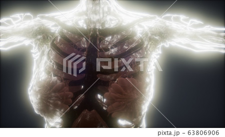 Colorful Human Body animation showing bones and 63806906