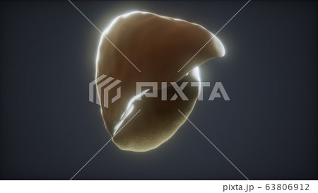 loop 3d rendered medically accurate animation of 63806912