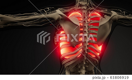 Human Lungs Radiology Exam 63806919