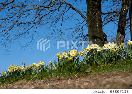 丘の上の水仙 63807138