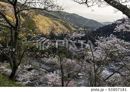 桜 桜 63807181