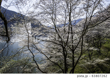 桜 桜 63807262