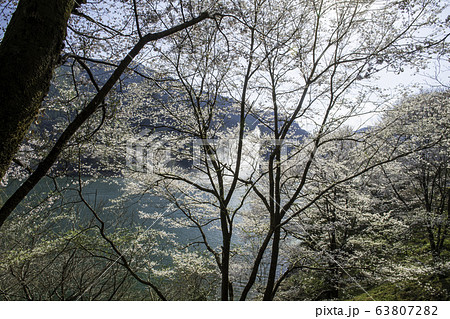 桜 桜 63807282