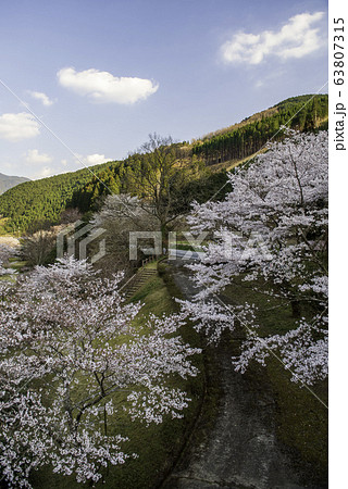 桜 桜 63807315