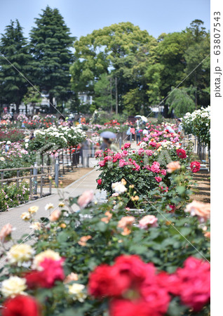 バラ園　バラ　敷島公園　前橋 63807543