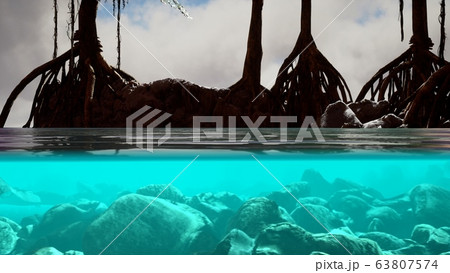 Above and below the sea surface near mangrove 63807574