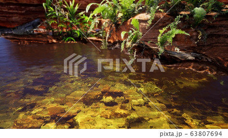 tropical golden pond with rocks and green plants 63807694